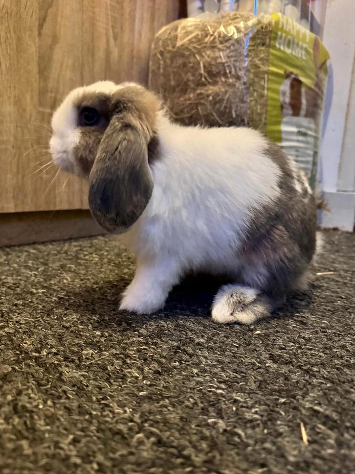 Sinba hey konijn, Dieren en Toebehoren, Konijnen, Dwerg, Mannelijk, 0 tot 2 jaar, Hangoor