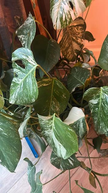 Monstera variegata beschikbaar voor biedingen
