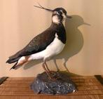 Taxidermie/opgezette nieuwe kievit, Verzamelen, Dierenverzamelingen, Ophalen of Verzenden, Nieuw, Opgezet dier