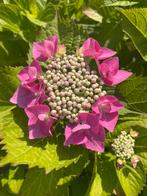 Scherm hortensia Hydrangia macrophylla roze, Tuin en Terras, Planten | Tuinplanten, Vaste plant, Halfschaduw, Zomer, Ophalen
