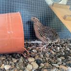 Kwartel haantje (2 stuks), Dieren en Toebehoren, Mannelijk, Overige soorten