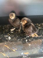 9 jonge kuikens kriel zijdehoen x sebright, Dieren en Toebehoren, Pluimvee, Geslacht onbekend, Kip