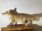 Opgezette Vos, Verzamelen, Dierenverzamelingen, Ophalen of Verzenden, Zo goed als nieuw, Wild dier, Opgezet dier