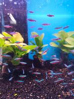 Kardinaal tetra 10 voor 20 euro desgewenst bezorgd aan huis, Dieren en Toebehoren, Vissen | Aquariumvissen, Vis, Zoetwatervis