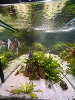 Aquarium 198x68x79 zwart met vissen en toebehoren, Vis, Zoetwatervis