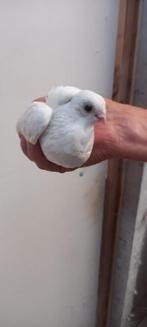 Koppel witte figurita en 3 satinet lachduif jonge + koppel, Meerdere dieren, Tropenvogel