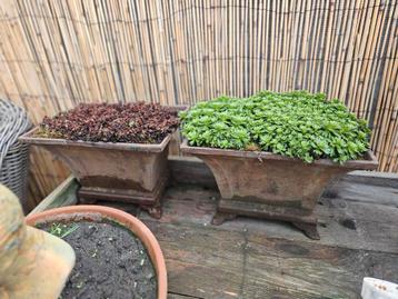 2 Antieke Gietijzeren Bloempotten beschikbaar voor biedingen