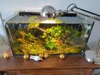 60L aquarium, Ophalen, Zo goed als nieuw, Leeg aquarium