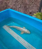 2 mooie witte koi, Dieren en Toebehoren, Vissen | Vijvervissen, Karper of Koi