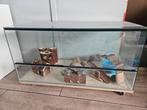 Hamsterterrarium 60x50x40, Minder dan 60 cm, Gebruikt, Minder dan 75 cm, Ophalen of Verzenden