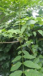 Blauwe regen plant, Tuin en Terras, Ophalen, Zomer, Klimplanten, Volle zon