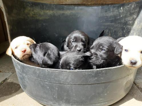 pups zwart x red fox labrador, Dieren en Toebehoren, Honden | Retrievers, Spaniëls en Waterhonden, Meerdere dieren, Labrador retriever