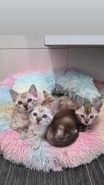 (Snow) Bengaal kittens, Dieren en Toebehoren