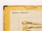 Vintage biologie schoolplaat 99307, Antiek en Kunst, Ophalen of Verzenden