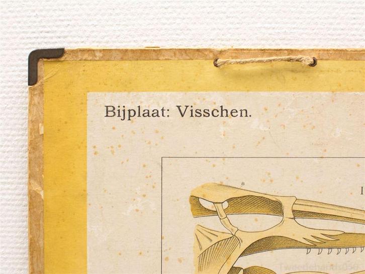 Vintage biologie schoolplaat 99307, Antiek en Kunst, Antiek | Wandborden en Tegels, Ophalen of Verzenden