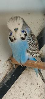 Engelse parkieten, Dieren en Toebehoren, Vogels | Parkieten en Papegaaien, Meerdere dieren, Parkiet