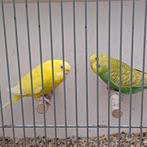 Koppels regenboog grasparkieten