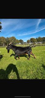 Te koop bok en geiten, Dieren en Toebehoren, Schapen, Geiten en Varkens, Meerdere dieren, Geit