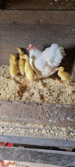 Te koop raszuiver witte loopeendjes van 24 juni jl, Dieren en Toebehoren, Pluimvee, Meerdere dieren, Eend