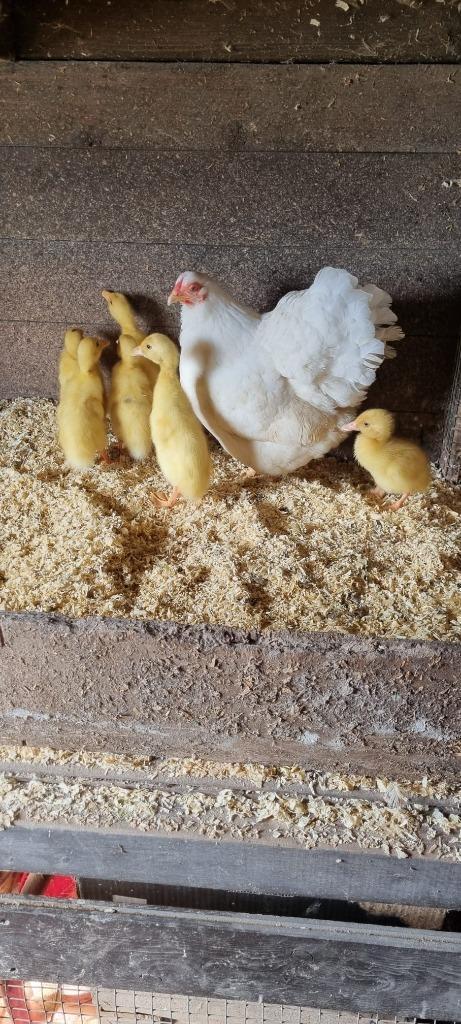 Te koop raszuiver witte loopeendjes van 24 juni jl, Dieren en Toebehoren, Pluimvee, Eend, Meerdere dieren