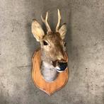 Oogezette hertenkop, reebok, gewei, taxydermi, preparaat, Ophalen, Zo goed als nieuw, Hert, Opgezet dier