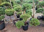 Pinus sylvestris vormsnoei, Ophalen, Overige soorten