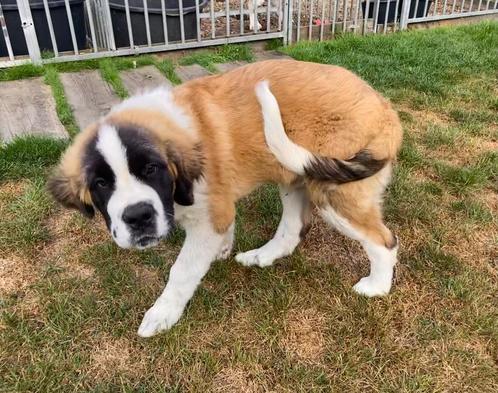 Sint Bernard reu, Dieren en Toebehoren, Honden | Bulldogs, Pinschers en Molossers, Reu, Overige rassen, Particulier, Eén hond