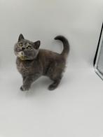 Raszuivere Blue-torti Britse korthaar kitten, Dieren en Toebehoren, Katten en Kittens | Raskatten | Korthaar, Poes, Ontwormd, 0 tot 2 jaar