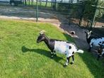 Zwartbonte dwerggeit, Dieren en Toebehoren, Vrouwelijk, Geit