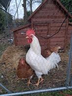 Jonge Haan, Dieren en Toebehoren, Mannelijk, Kip