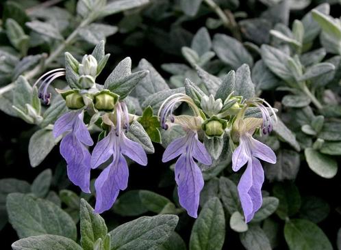 Teucrium fruticans - lichtblauw - droogte/hitte bestendig, Tuin en Terras, Planten | Tuinplanten, Vaste plant, Overige soorten