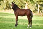 Prachtig merrieveulen  Sarai L x Trento b x Wolfgang, Dieren en Toebehoren, Paarden, Merrie, Dressuurpaard, Gechipt, 0 tot 2 jaar