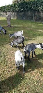 5 mooie jonge geitenbokjes., Dieren en Toebehoren, Schapen, Geiten en Varkens, Mannelijk, Geit, 0 tot 2 jaar