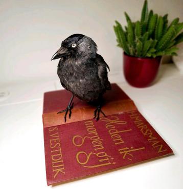 Opgezette kauw op boek - Heden Ik, Morgen Gij beschikbaar voor biedingen