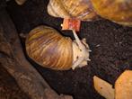 Archachatina marginata ovum albino lijf, Dieren en Toebehoren, Reptielen en Amfibieën, Slang, 0 tot 2 jaar