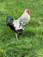 Haan, Mannelijk, Kip