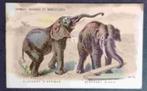 Prentkaartje Afrikaanse olifanten, Verzenden, Dier, Prent