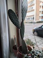 Cactus, Ophalen of Verzenden, Cactus, Volle zon, Minder dan 100 cm