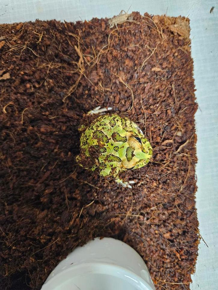 C.Cranwelli Hoornkikker, Dieren en Toebehoren, Reptielen en Amfibieën, Amfibie, 0 tot 2 jaar