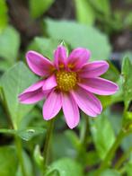 Dahlia knol, Tuin en Terras, Ophalen of Verzenden, Volle zon, Knol