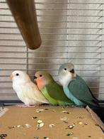 3 agaponis, Geslacht onbekend, Parkiet, Tam