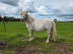 Shetlander(s), Dieren en Toebehoren, Meerdere dieren, Niet van toepassing, Gechipt, 3 tot 6 jaar
