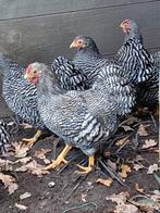 Gestreepte Wyandotte krielhaan, Dieren en Toebehoren, Pluimvee, Vrouwelijk, Kip