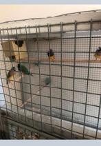 2 koppels GouldAmadine, Meerdere dieren