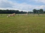 Haflinger Hengstveulen Bewegingstopper voor de Sport!, Dieren en Toebehoren, Pony's, E pony (1.48m - 1.57m), 0 tot 2 jaar, Hengst