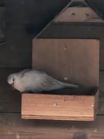 Tortelduifjes te koop, Dieren en Toebehoren, Geslacht onbekend, Tortelduif