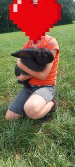 Duitse reus te koop, Dieren en Toebehoren, Konijnen, Mannelijk, Groot