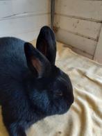 Konijnen, Dieren en Toebehoren, Konijnen, Meerdere dieren, Klein, 0 tot 2 jaar