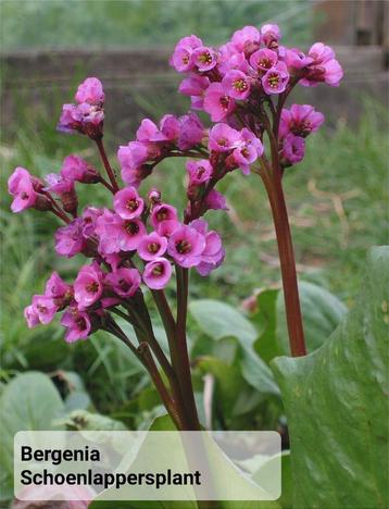 Bergenia cordifolia schoenlappersplant  beschikbaar voor biedingen