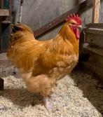 Orpington buff haan, Dieren en Toebehoren, Pluimvee, Mannelijk, Kip